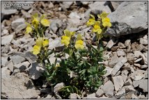 Linaria tonzigii -2-